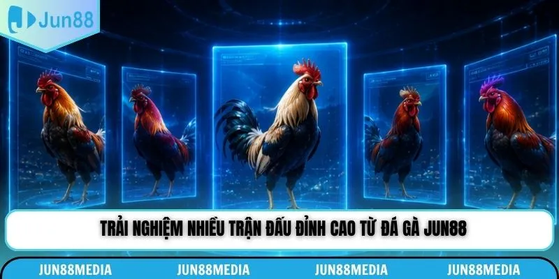 Trải nghiệm nhiều trận đấu đỉnh cao từ đá gà Jun88